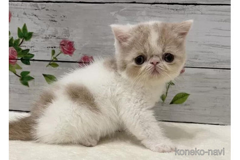 成約済の山梨県のエキゾチックショートヘア-90786の2枚目
