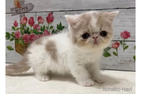成約済の山梨県のエキゾチックショートヘア-90786の3枚目