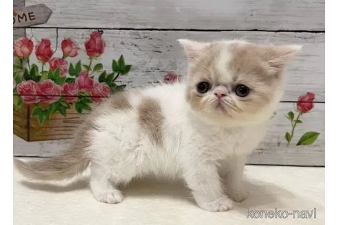 成約済の山梨県のエキゾチックショートヘア-90786の4枚目