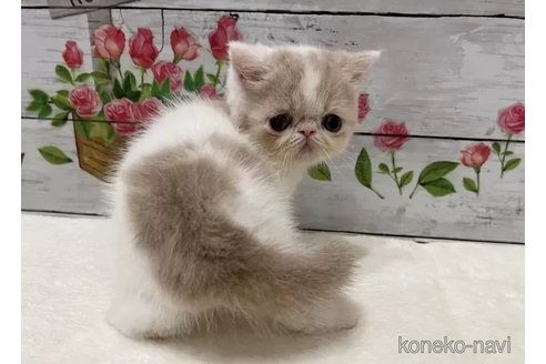 成約済の山梨県のエキゾチックショートヘア-90786の5枚目