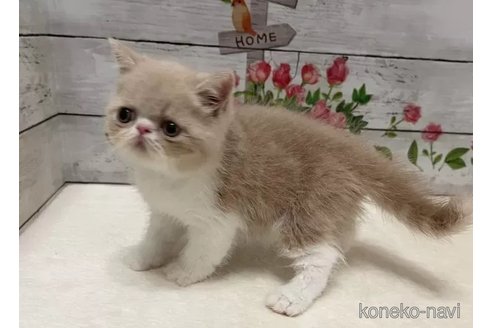 成約済の山梨県のエキゾチックショートヘア-90787の2枚目