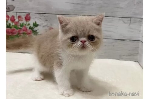 成約済の山梨県のエキゾチックショートヘア-90787の3枚目