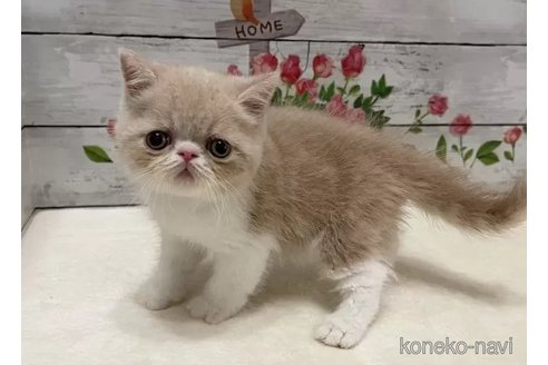成約済の山梨県のエキゾチックショートヘア-90787の4枚目