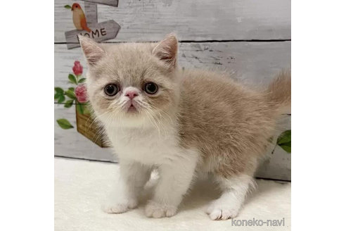 成約済の山梨県のエキゾチックショートヘア-90787の1枚目