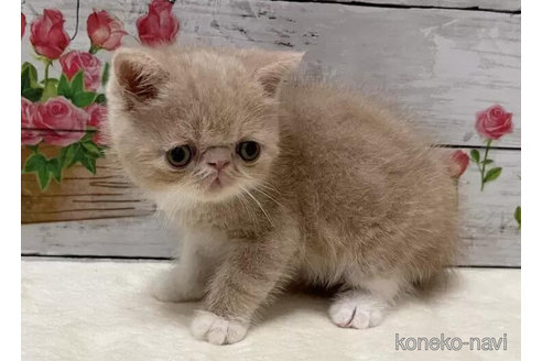 成約済の山梨県のエキゾチックショートヘア-90788の2枚目