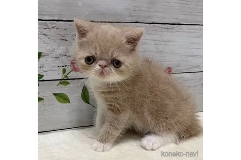 成約済の山梨県のエキゾチックショートヘア-90788の1枚目
