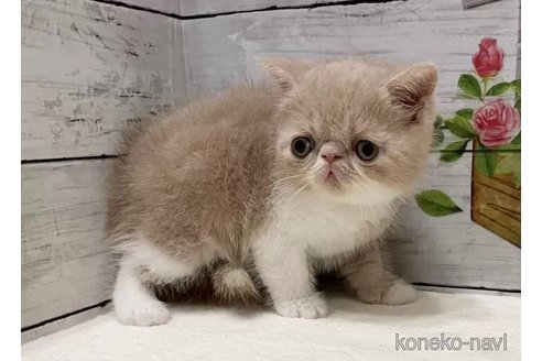 成約済の山梨県のエキゾチックショートヘア-90788の4枚目