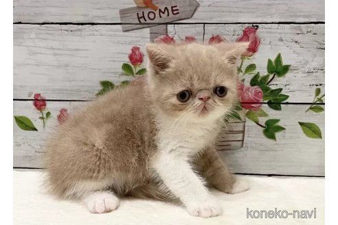 成約済の山梨県のエキゾチックショートヘア-90788の3枚目
