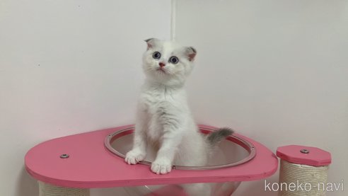 成約済の福岡県のマンチカン-90794の3枚目