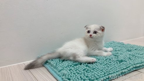 成約済の福岡県のマンチカン-90794の4枚目