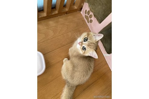 成約済の三重県のブリティッシュショートヘア-84285の4枚目