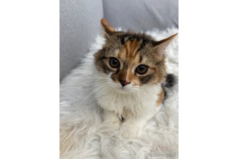 成約済の千葉県のマンチカン-83064の17枚目