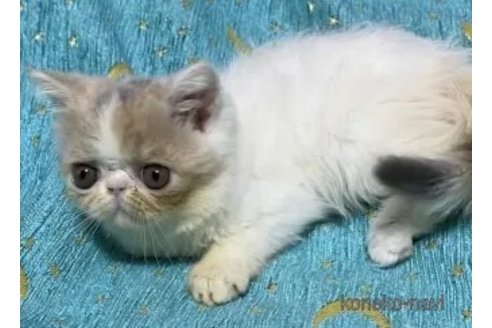 成約済の茨城県のエキゾチックショートヘア-90816の2枚目