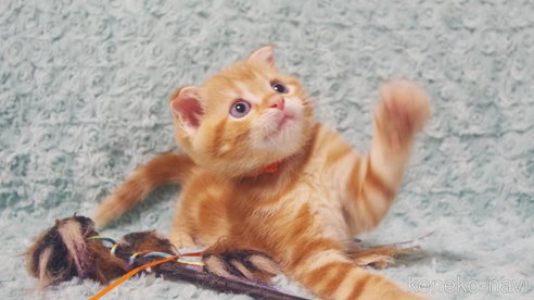 成約済の群馬県のスコティッシュフォールド(折れ耳)-89683の5枚目