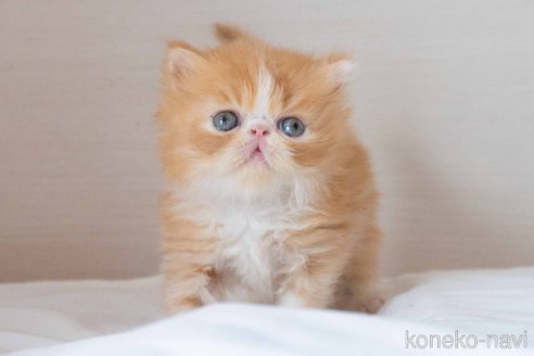 成約済の東京都のエキゾチックロングヘア-90835の19枚目