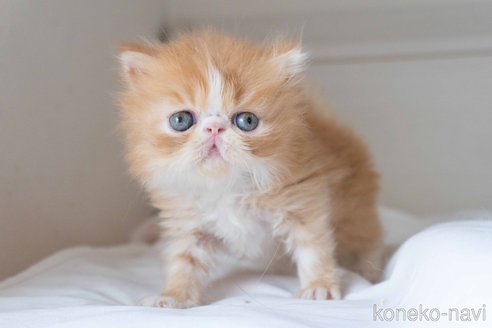 成約済の東京都のエキゾチックロングヘア-90835の18枚目
