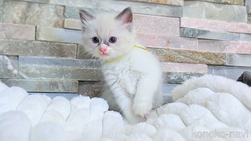 成約済の茨城県のラグドール-90853の8枚目
