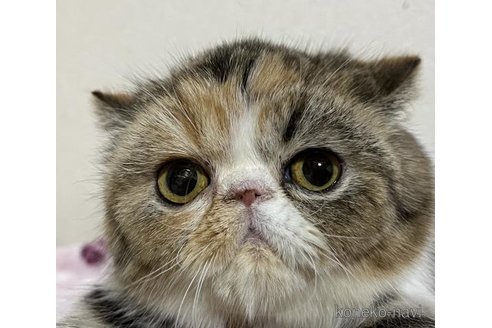 成約済の大阪府のエキゾチックショートヘア-90860の1枚目