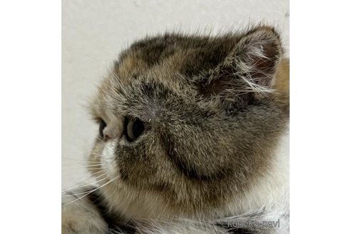 成約済の大阪府のエキゾチックショートヘア-90860の3枚目