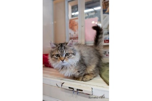 販売中の静岡県のマンチカン-90894の2枚目