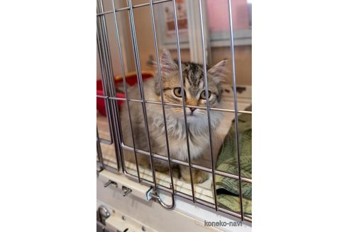 販売中の静岡県のマンチカン-90894の3枚目