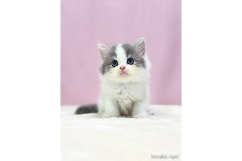 埼玉県のスコティッシュフォールド｜男の子・2024/06/13生まれ・⭐️かわいい男の子⭐️（子猫ID：90955）｜子猫ブリーダーナビ