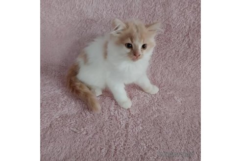 販売中の香川県のマンチカン-90961の2枚目