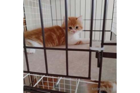 販売中の香川県のマンチカン-90964の2枚目