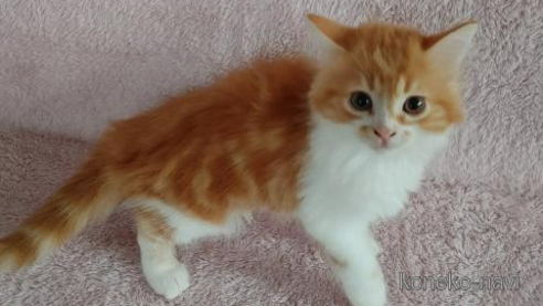 販売中の香川県のマンチカン-90964