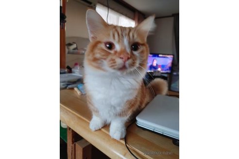 販売中の香川県のマンチカン(短足)-90967の2枚目