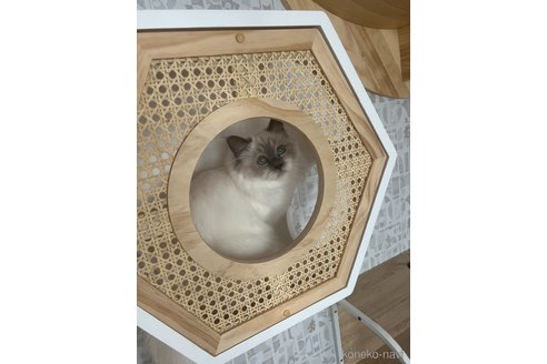 エスティ(Esty)ちゃん1枚目