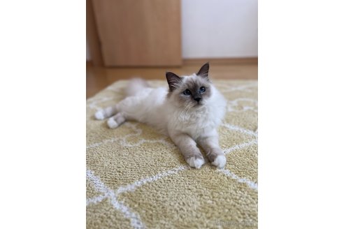 エスティ(Esty)ちゃん1枚目