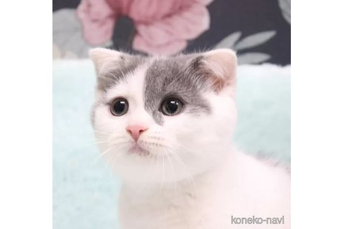 成約済の愛知県のスコティッシュフォールド(折れ耳)-91025の6枚目