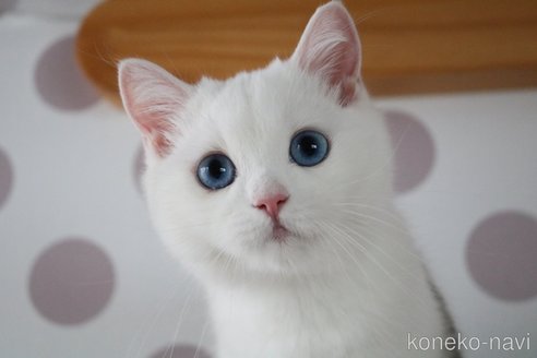 成約済の愛知県のスコティッシュストレート-83960の7枚目