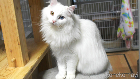 成約済の茨城県のノルウェージャンフォレストキャット-91113の2枚目