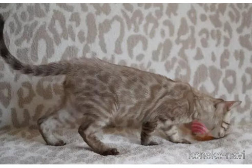 成約済の埼玉県のベンガル-91152の2枚目