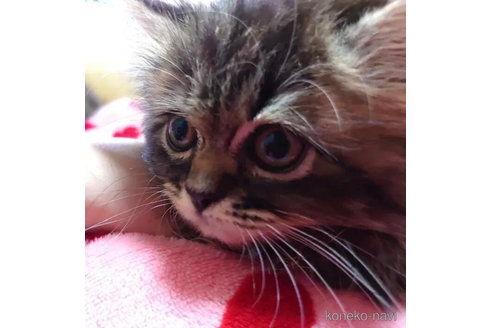 成約済の愛知県のペルシャ(チンチラ)-91188の3枚目