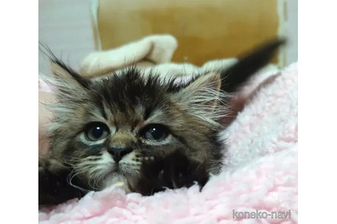 成約済の愛知県のペルシャ(チンチラ)-91188の4枚目