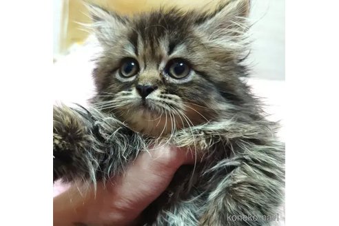 成約済の愛知県のペルシャ(チンチラ)-91188の5枚目