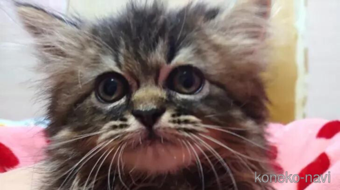 成約済の愛知県のペルシャ(チンチラ)-91188の1枚目