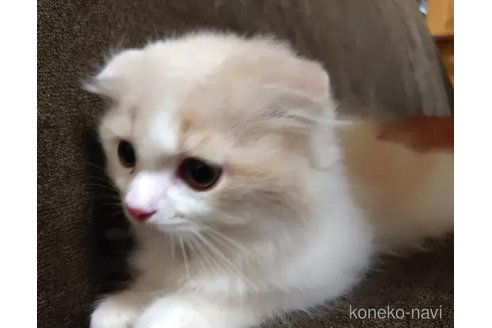 成約済の愛知県のスコティッシュフォールド(折れ耳)-91189の3枚目