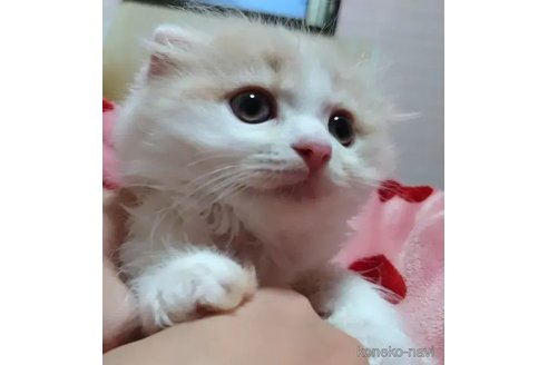 成約済の愛知県のスコティッシュフォールド(折れ耳)-91189の2枚目