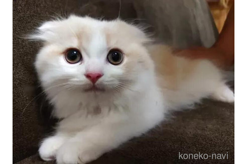成約済の愛知県のスコティッシュフォールド(折れ耳)-91189の4枚目