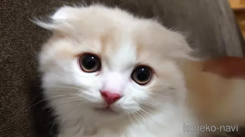 成約済の愛知県のスコティッシュフォールド(折れ耳)-91189の1枚目