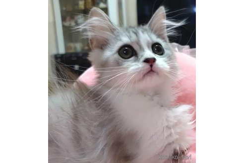 成約済の愛知県のペルシャ-91190の2枚目