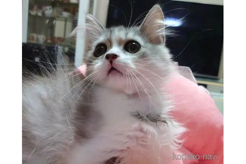 成約済の愛知県のペルシャ-91190の3枚目