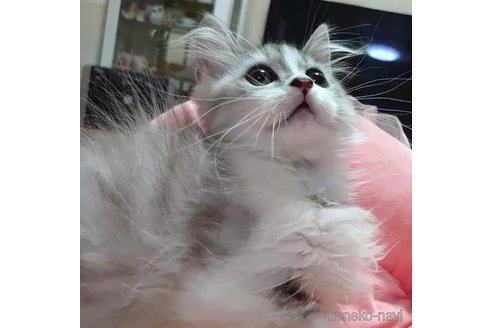 成約済の愛知県のペルシャ-91190の4枚目