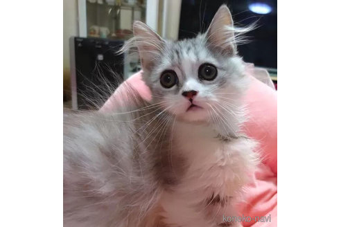 成約済の愛知県のペルシャ-91190の5枚目