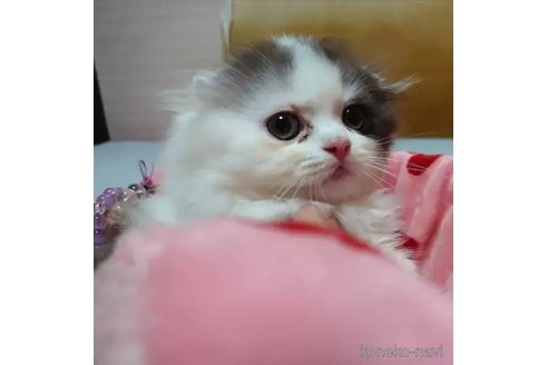 商談中の愛知県のスコティッシュフォールド(折れ耳)-91192の2枚目