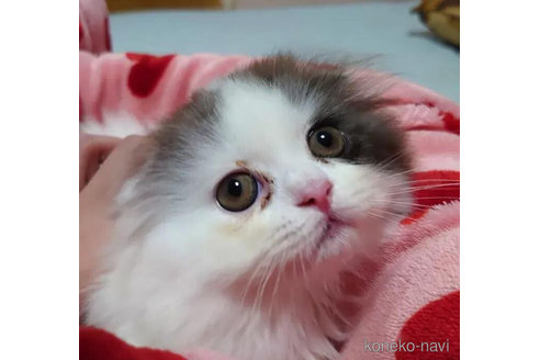 商談中の愛知県のスコティッシュフォールド(折れ耳)-91192の3枚目